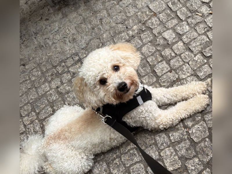 Junger Schnoodle-Rüde sucht neues Zuhause