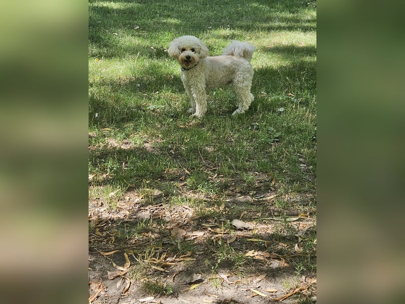 Junger Schnoodle-Rüde sucht neues Zuhause
