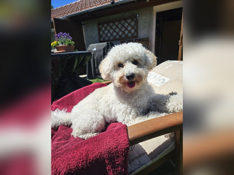 Junger Schnoodle-Rüde sucht neues Zuhause