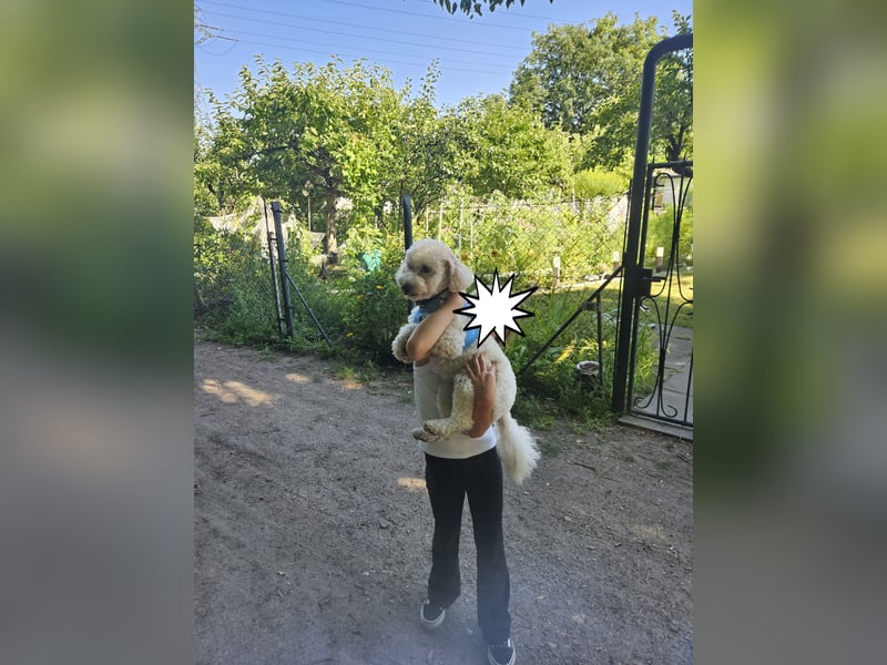 Junger Schnoodle-Rüde sucht neues Zuhause