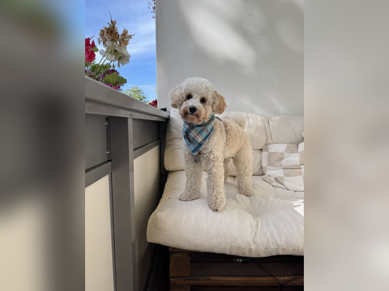 Junger Schnoodle-Rüde sucht neues Zuhause