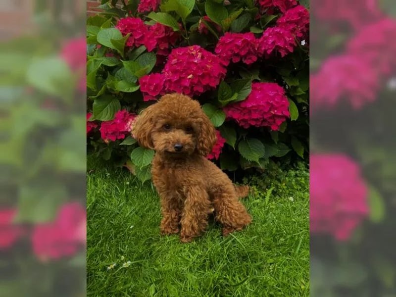 Schnoodle-Welpen erwartet - Liebevoll geplante Verpaarung zw. Zwergschnauzer & Toypudel = MiniDoodle