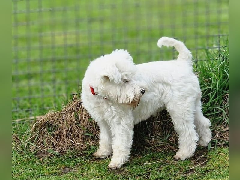 Schnoodle-Welpen erwartet - Liebevoll geplante Verpaarung zw. Zwergschnauzer & Toypudel = MiniDoodle