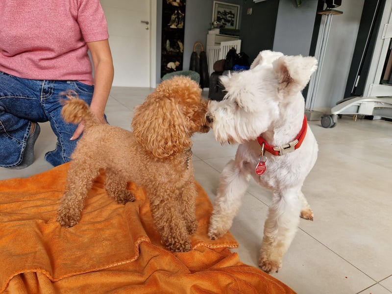 Schnoodle-Welpen erwartet - Liebevoll geplante Verpaarung zw. Zwergschnauzer & Toypudel = MiniDoodle