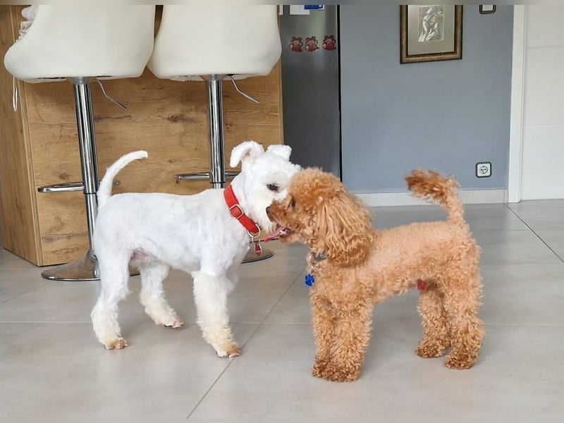 Schnoodle-Welpen erwartet - Liebevoll geplante Verpaarung zw. Zwergschnauzer & Toypudel = MiniDoodle
