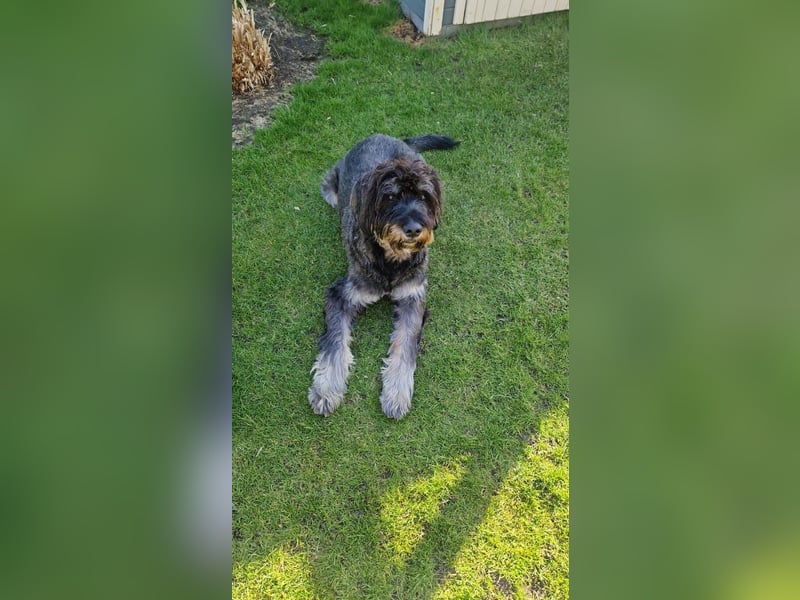 Deckrüde Schnoodle