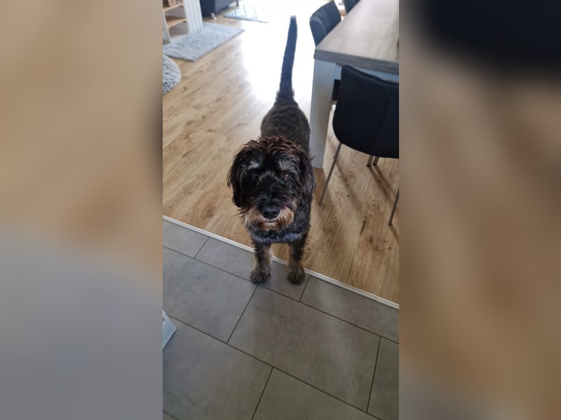 Deckrüde Schnoodle