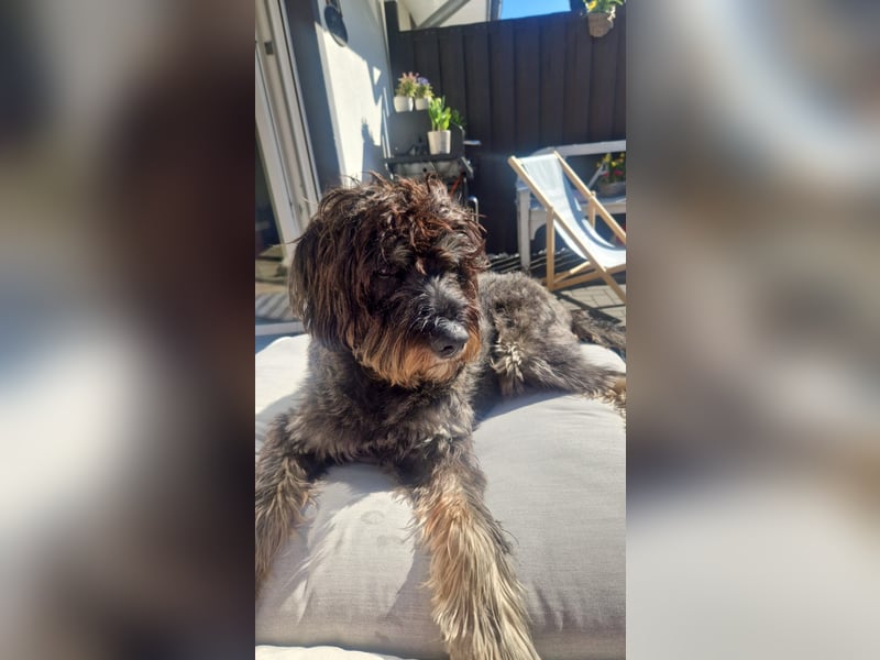 Deckrüde Schnoodle
