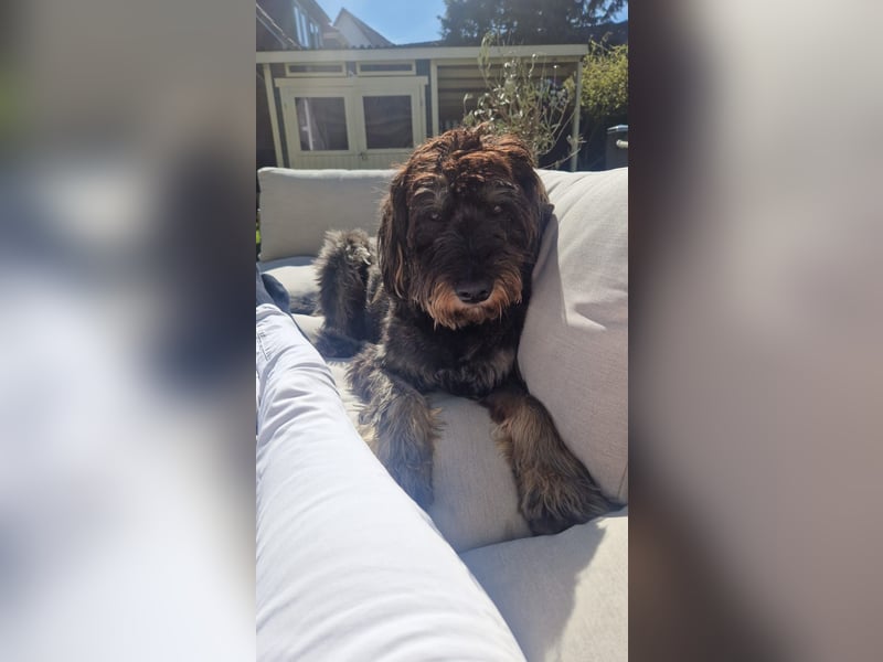 Deckrüde Schnoodle