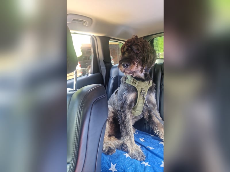 Deckrüde Schnoodle