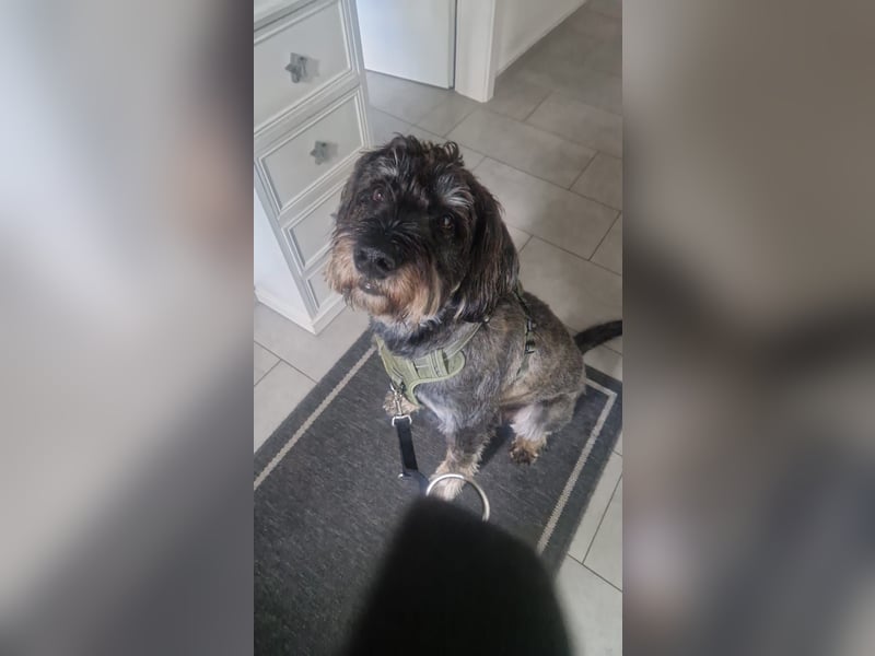 Deckrüde Schnoodle