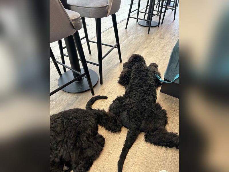 Schwarzer Terrier welpen zur Verkaufen.