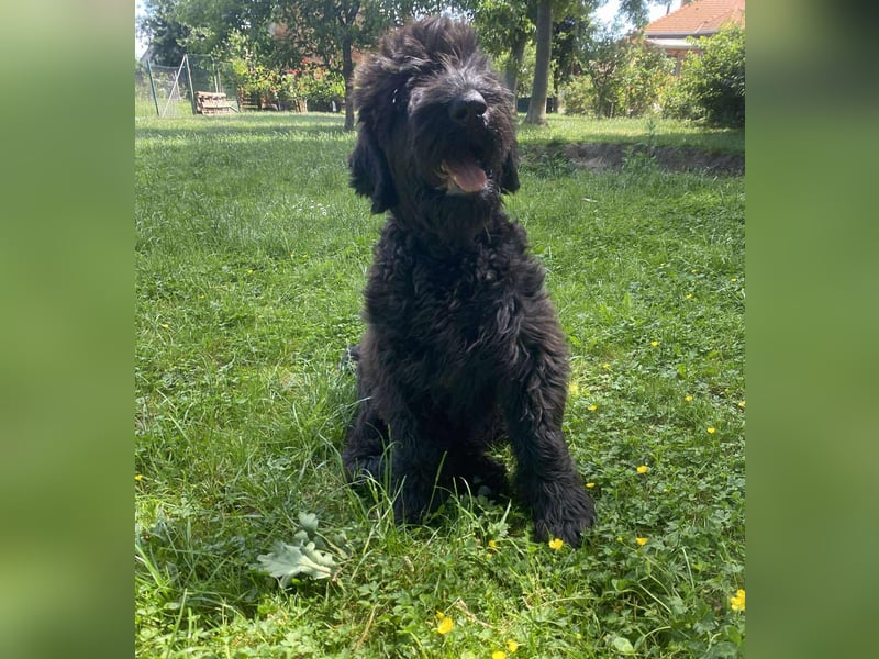 Schwarzer Terrier welpen zur Verkaufen.