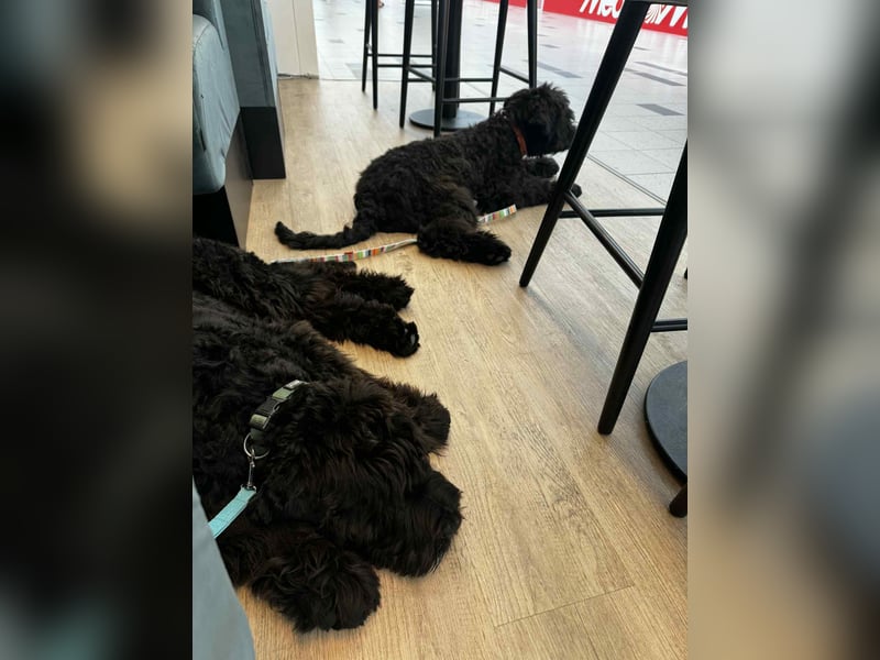 Schwarzer Terrier welpen zur Verkaufen.