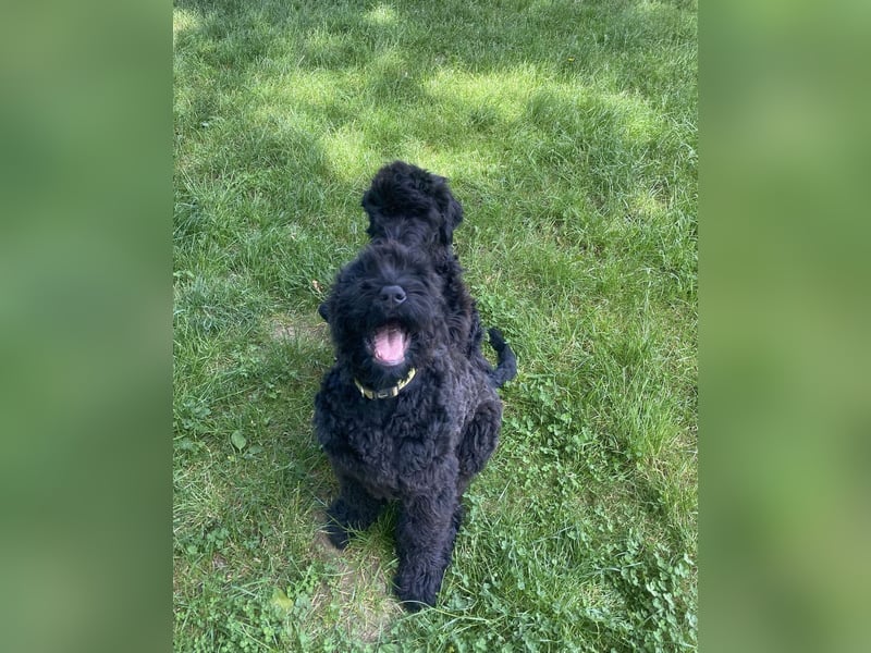 Schwarzer Terrier welpen zur Verkaufen.
