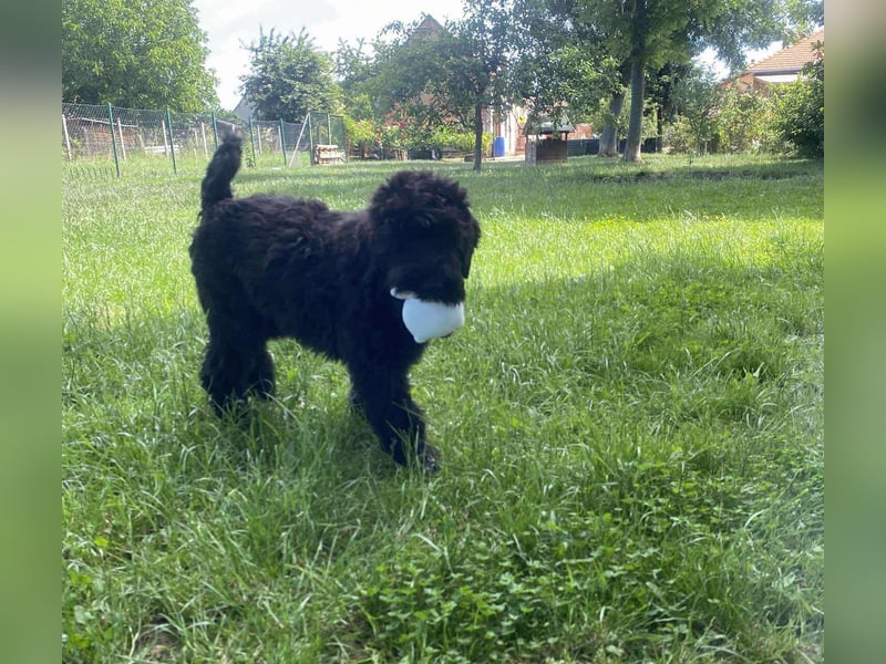 Schwarzer Terrier welpen zur Verkaufen.