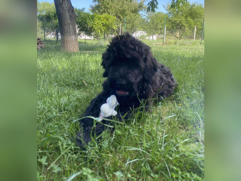 Schwarzer Terrier welpen zur Verkaufen.