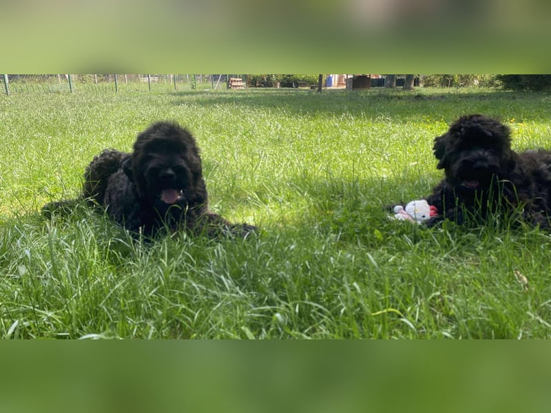 Schwarzer Terrier welpen zur Verkaufen.