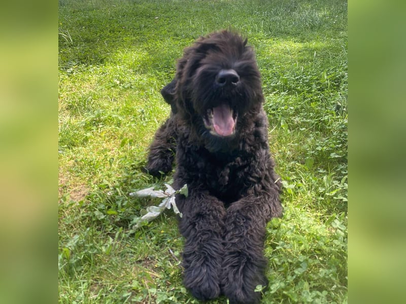 Schwarzer Terrier welpen zur Verkaufen.