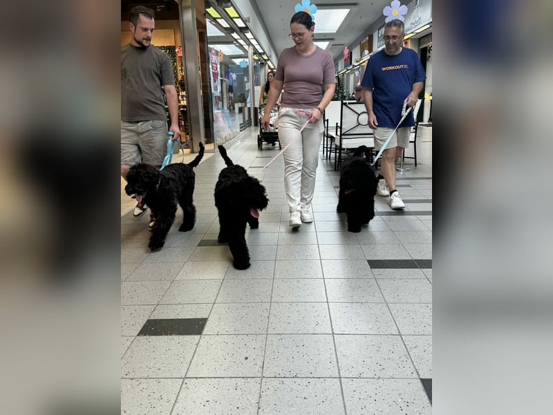 Schwarzer Terrier welpen zur Verkaufen.
