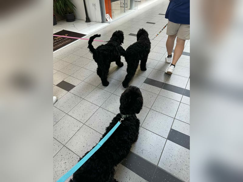 Schwarzer Terrier welpen zur Verkaufen.
