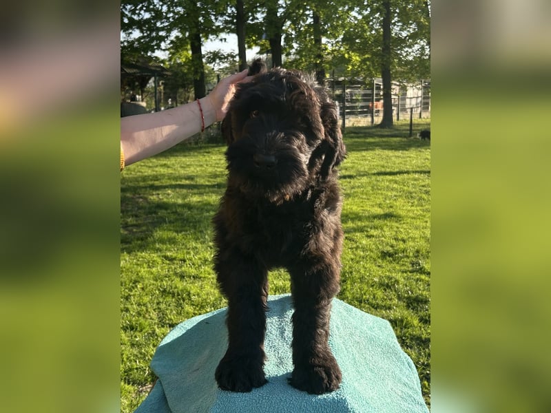 Schwarzer Terrier welpen zur Verkaufen.