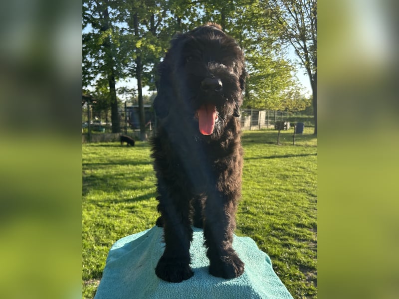 Schwarzer Terrier welpen zur Verkaufen.