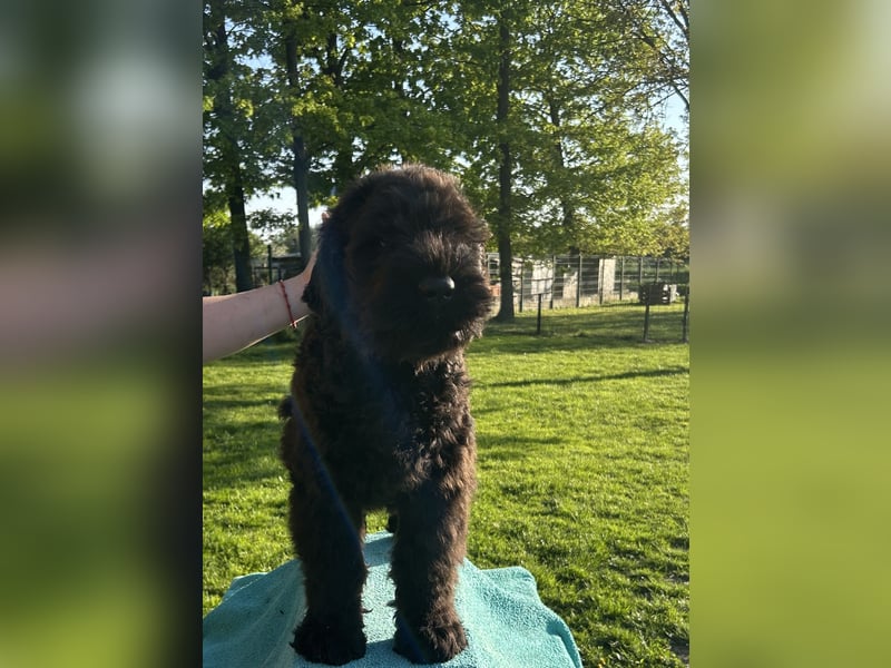 Schwarzer Terrier welpen zur Verkaufen.