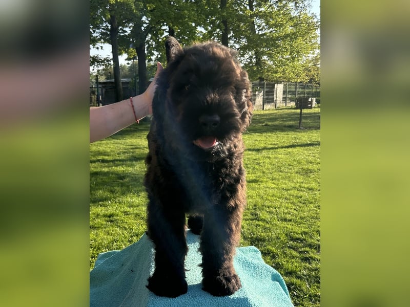 Schwarzer Terrier welpen zur Verkaufen.