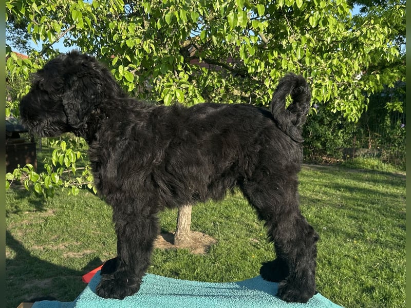 Schwarzer Terrier welpen zur Verkaufen.