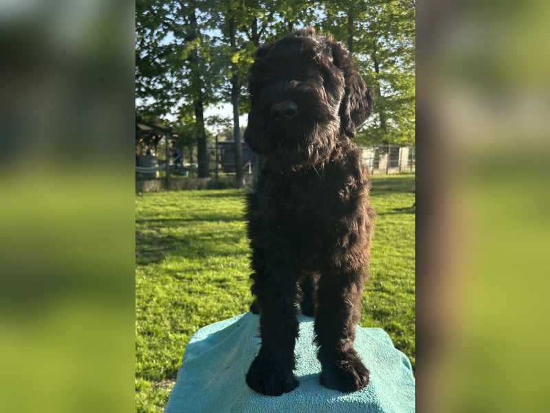 Schwarzer Terrier welpen zur Verkaufen.