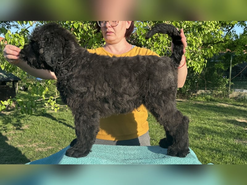 Schwarzer Terrier welpen zur Verkaufen.