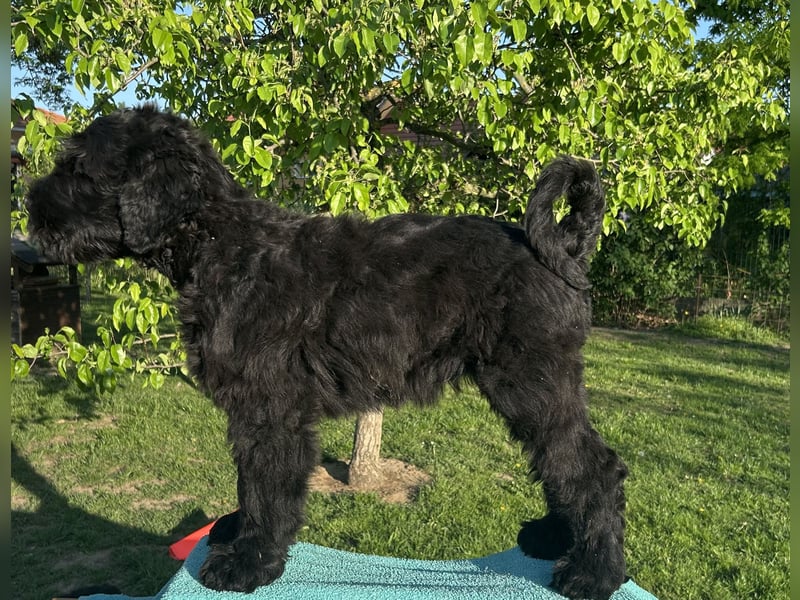 Schwarzer Terrier welpen zur Verkaufen.