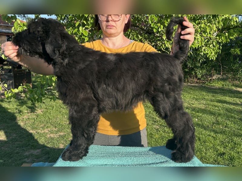 Schwarzer Terrier welpen zur Verkaufen.