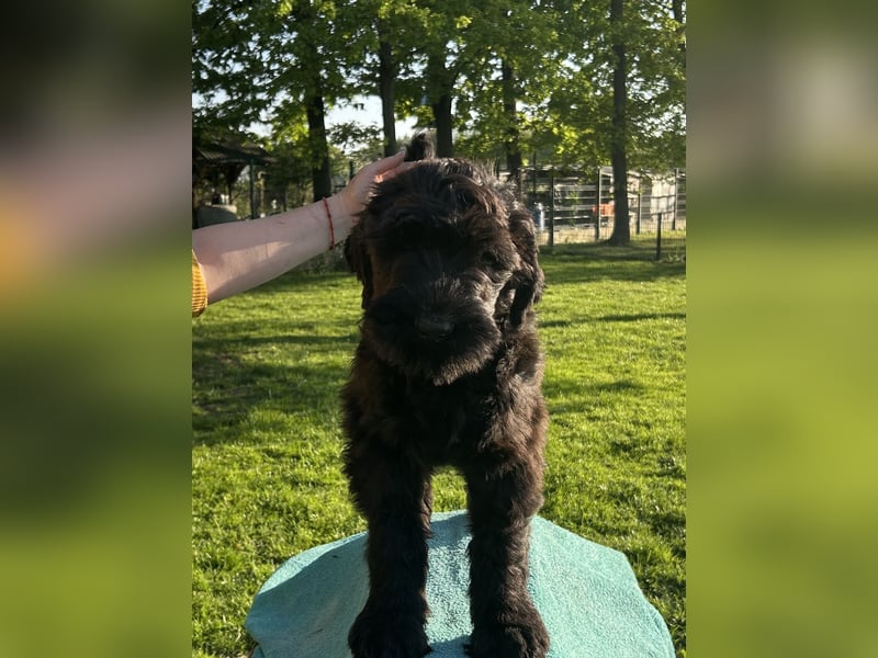 Schwarzer Terrier welpen zur Verkaufen.