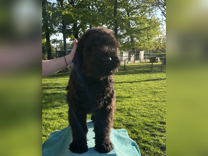 Schwarzer Terrier welpen zur Verkaufen.