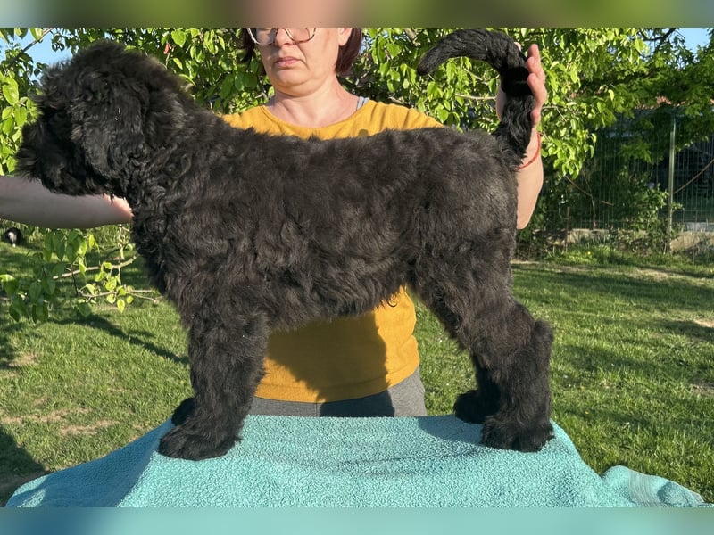 Schwarzer Terrier welpen zur Verkaufen.