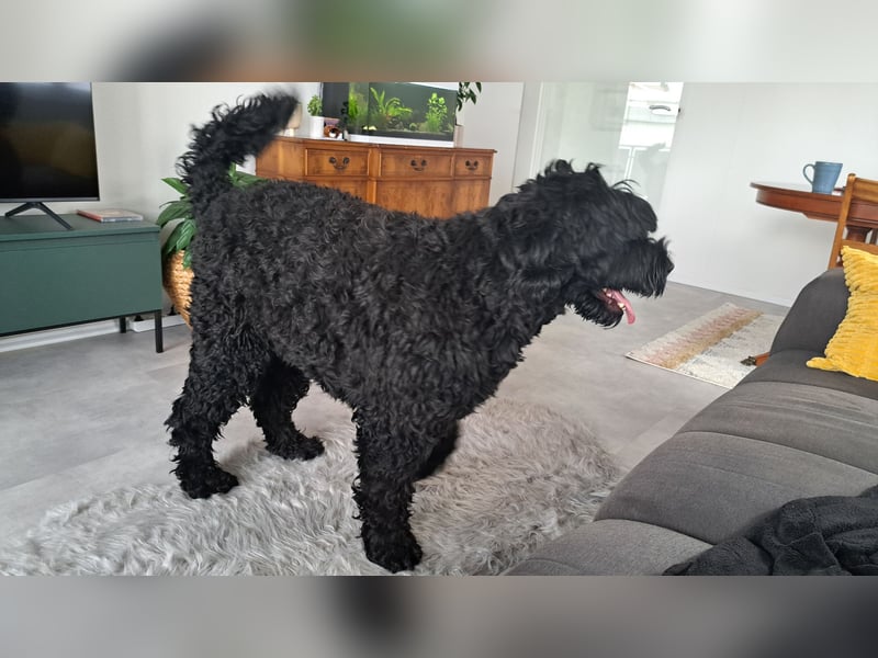 Schwarzer russischer Terrier 5 Jahre Hündin