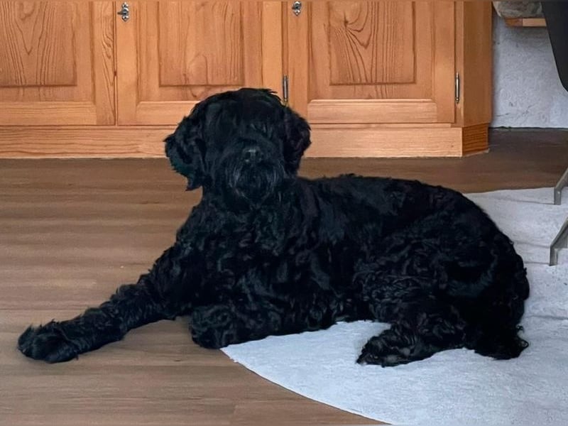 Schwarzer russischer Terrier