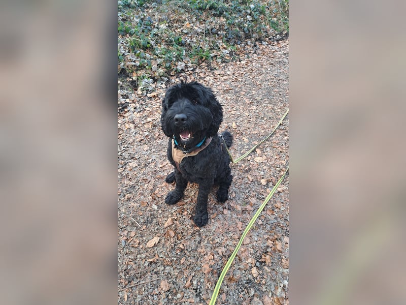 Schwarzer russischer Terrier 5 Jahre Hündin