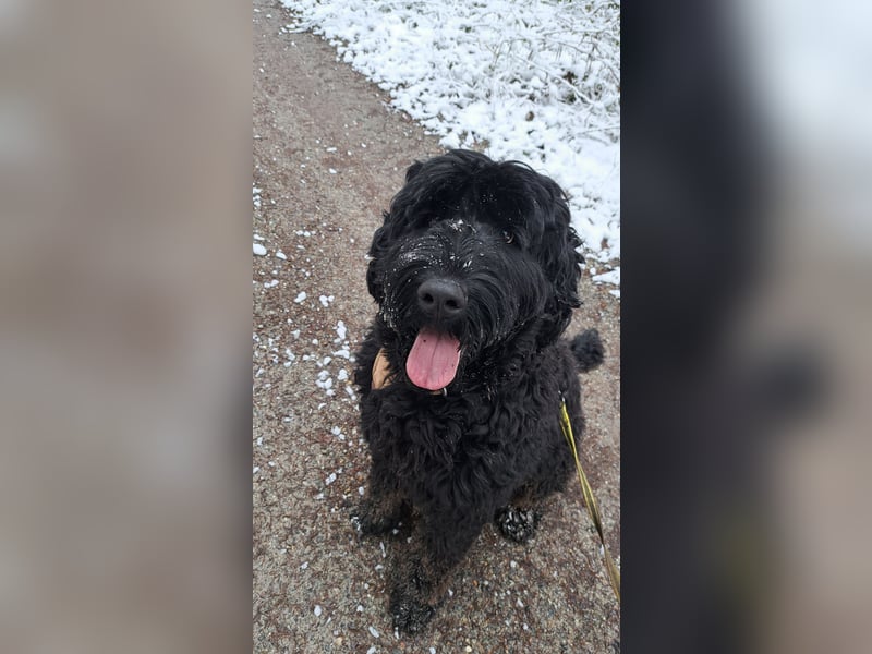 Schwarzer russischer Terrier 5 Jahre Hündin
