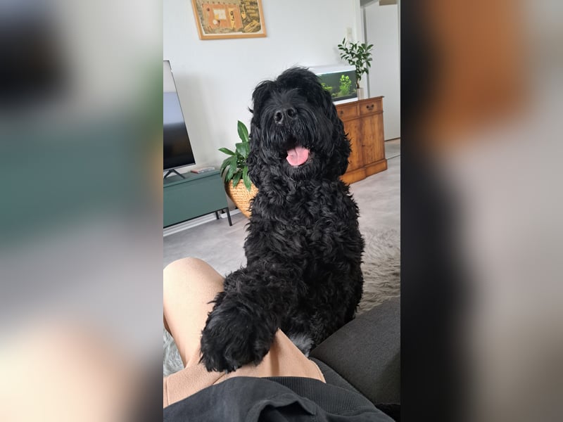 Schwarzer russischer Terrier