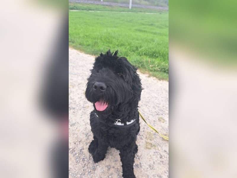 Schwarzer russischer Terrier 5 Jahre Hündin