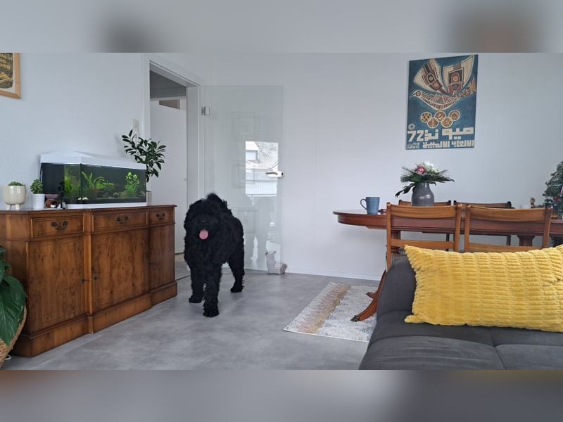 Schwarzer russischer Terrier