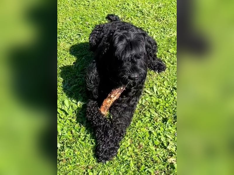 Schwarzer russischer Terrier