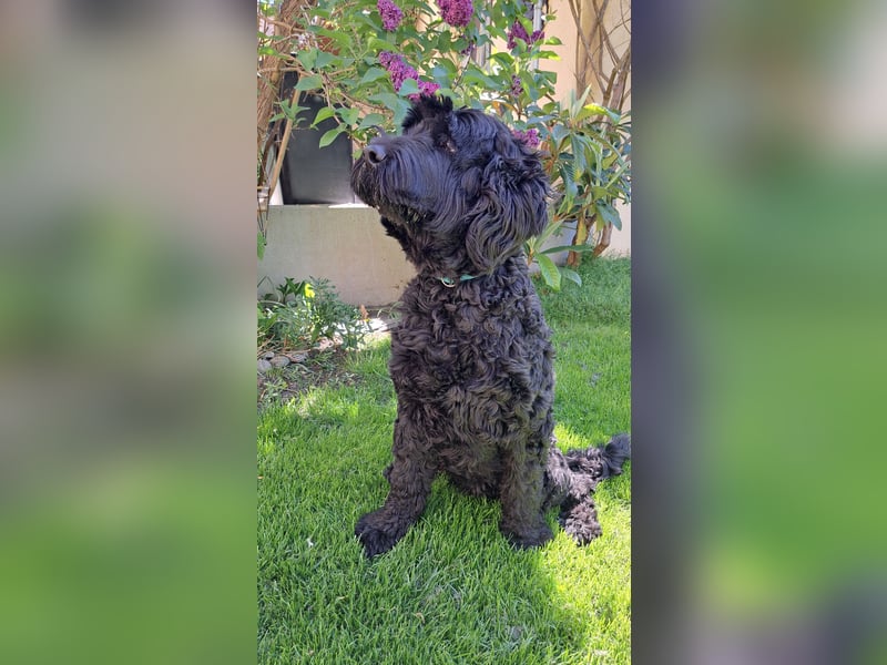 Schwarzer russischer Terrier 5 Jahre Hündin