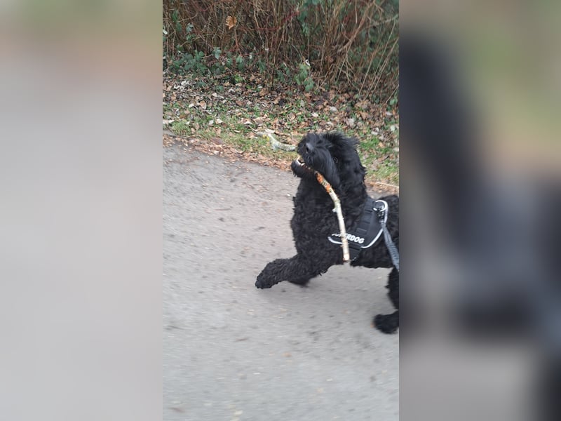 Schwarzer russischer Terrier 5 Jahre Hündin
