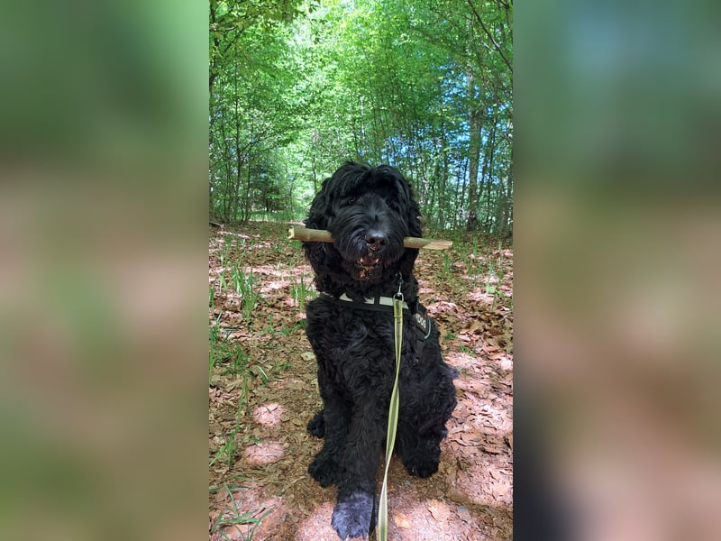 Schwarzer russischer Terrier 5 Jahre Hündin