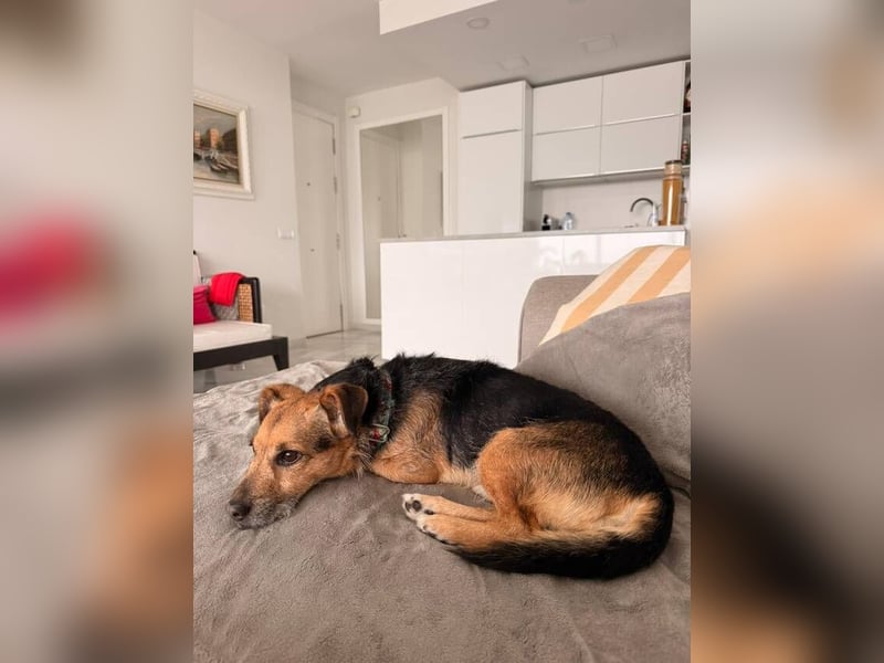 Dandi (Spanien) – leiser kleiner Terrier sucht einfühlsames Zuhause