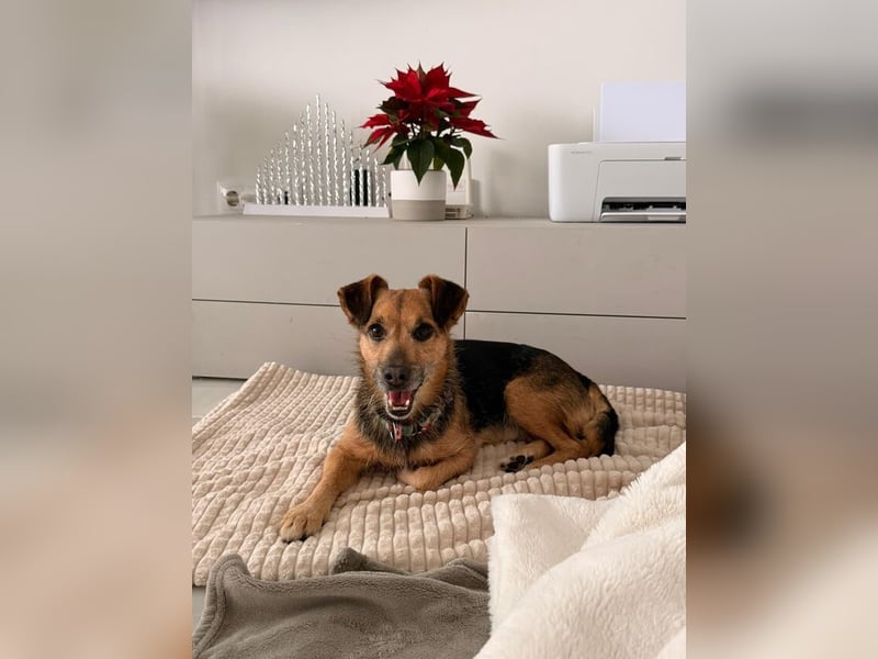 Dandi (Spanien) – leiser kleiner Terrier sucht einfühlsames Zuhause